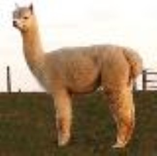 Alpaca For Sale - SA Accoyo Aviana at ACCOYOS OF VIRGINIA, LLC